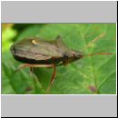 Picromerus bidens - Zweizaehnige Dornwanze 05.jpg